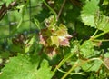 The grapevine is affected with fungal disease, Anthracnose disease and needs treatment Royalty Free Stock Photo