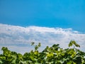 Grapevine against a background of blue sky with clouds. Royalty Free Stock Photo