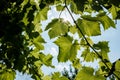 Grapevine against a blue sky in the backlight of the sun. Bottom view. Royalty Free Stock Photo