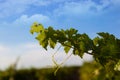 Grapevine against a blue sky Royalty Free Stock Photo