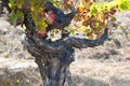 Grapevine in autumn, ancient grapevine of Hess Collection Royalty Free Stock Photo