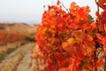 Grapevine in autumn Royalty Free Stock Photo