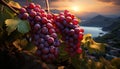 Grapevine in autumn, ripe fruit, vineyard, winery, organic wine generated by AI Royalty Free Stock Photo