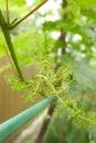 Grapevine with baby grapes and flowers - flowering of the vine with small grape berries.