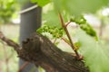 Grapevine with baby grapes and flowers - flowering of the vine with small grape berries.