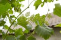 Grapevine with baby grapes and flowers - flowering of the vine with small grape berries.