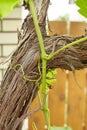 Grapevine with baby grapes and flowers - flowering of the vine with small grape berries.