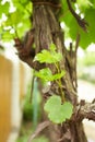 Grapevine with baby grapes and flowers - flowering of the vine with small grape berries.