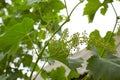 Grapevine with baby grapes and flowers - flowering of the vine with small