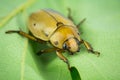 Grapevine beetle closeup