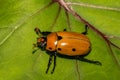 Grapevine Beetle - Pelidnota punctata Royalty Free Stock Photo