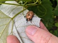 A grapevine beetle Pelidnota punctata crawling on a grape leaf held by a personÃ¢â¬â¢s hand.