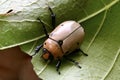 Grapevine Beetle