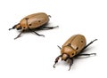 Grapevine Beetles Royalty Free Stock Photo