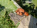 Grapevine beetles Pelidnota punctata attempting to mate on the underside of a grape leaf in the sun. Royalty Free Stock Photo