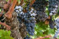Grapevine with berries and grape leaves, plantation of vines