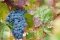 Grapevine with berries and leaves in sunny fall day