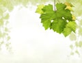 Grapevine border with detail of leaves and blurred background of vine