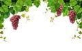 Grapevine border with wine grapes Royalty Free Stock Photo
