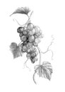 Grapevine branch with grapes and leaves