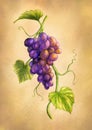 Grapevine branch with grapes and leaves