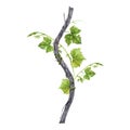 Grapevine branch with green leaves and tendrils isolated on white background. Hand drawn watercolor illustration Royalty Free Stock Photo