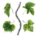 Grapevine branch with green leaves and tendrils isolated on white background. Hand drawn watercolor illustration. A mini Royalty Free Stock Photo