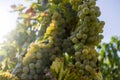 Grapevine with bright grapes and berries backlit by the sun Royalty Free Stock Photo