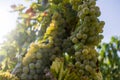 Grapevine with bright grapes and berries backlit by the sun