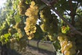 Grapevine with bright grapes and berries backlit by the sun
