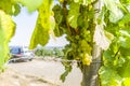 Grapevine with bright grapes and berries in the bright sunshine in the background a vehicle at the excursion and the city Volkach