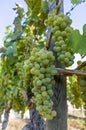 Grapevine with bright grapes and berries in bright sunshine and blue sky