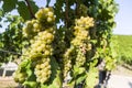 Grapevine with bright grapes and berries in bright sunshine and blue sky