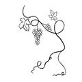 Grapevine with a bunch of grapes, silhouette on a white background. Beautiful branch, botanical illustration, foliage Royalty Free Stock Photo