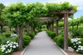 Grapevine Canopy Covering Walkway in Lush Garden Royalty Free Stock Photo