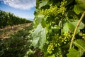 Grapevine Chardonnay