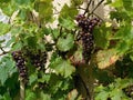 Grapevine climbing on the wall, with ripening grapes Royalty Free Stock Photo