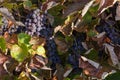 Grapevine with clusters of blue grapes among the autumn leaves Royalty Free Stock Photo