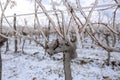 Grapevine covered with ice after a freezing rain. Winter day in the vineyard with a thick layer of ice on the plants Royalty Free Stock Photo