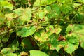 Grapevine diseases. Anthracnose of grapes ElsinoÃÂ« ampelina is a fungal disease that affects a grape leaves