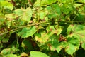 Grapevine diseases. Anthracnose of grapes ElsinoÃÂ« ampelina is a fungal disease that affects a grape leaves Royalty Free Stock Photo