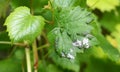 Grapevine diseases. Downy Mildew Plasmopara vitikola is a fungal disease that affects a grape leaves.