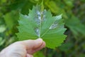 Grapevine diseases in Gardener Hand. Downy Mildew Plasmopara vitikola Royalty Free Stock Photo