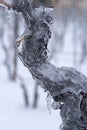 Grapevine encapsulated in ice