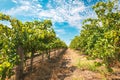 Barossa valley grapevines Royalty Free Stock Photo