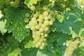 Grapevine with fresh green grapes Royalty Free Stock Photo