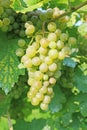 Grapevine with fresh green grapes Royalty Free Stock Photo