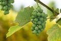 Grapevine fruit. Clusters of grapes. grapes in vineyard