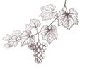Grapevine and grapes hand drawing. wine leaves and bunch of grapes retro decorative illustration