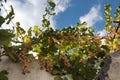 Ripe white grapes against a background of a stone white wall and blue sky. Alberobello, Puglia, Italy Royalty Free Stock Photo